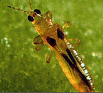 thrips and lace wings.png