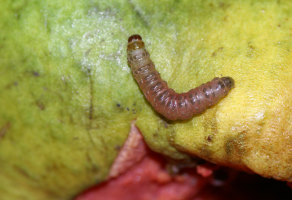 Guava Shoot Borer