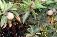 anthracnose.png