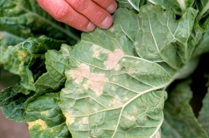 Downy Mildew