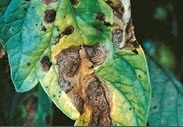Alternaria Leaf Disease