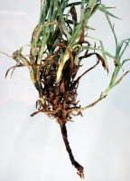 Fusarium Wilt