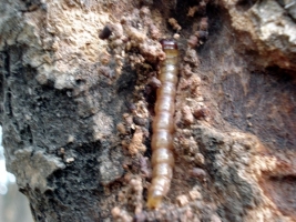 Bark eating caterpillar