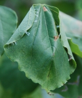 Leaf Roller