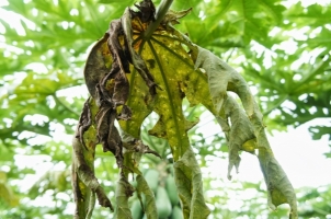 Root rot or wilt