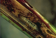 stem borer.png