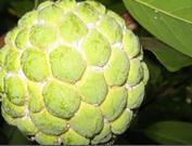 mealy bug.png