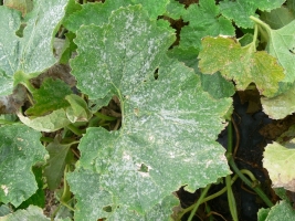 Powdery Mildew