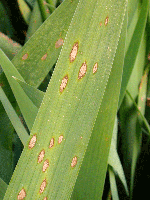 Leaf spot