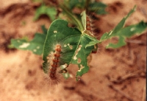 Small Larva (Hairy Caterpillar)
