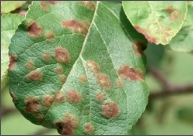 cercospora spots.png