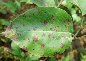 Alternaria tenuis