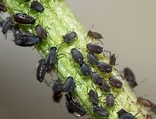 Black Aphid