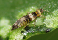 thrips.png