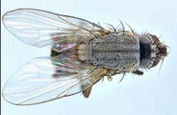 sorghum shoot fly.png