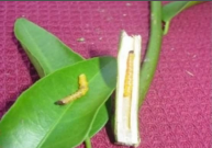 orange shoot borer.png