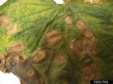 Anthracnose