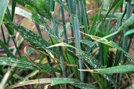 Powdery Mildew