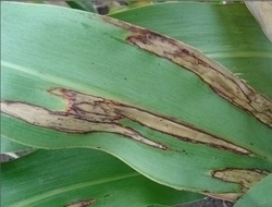 Leaf Blight