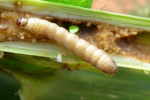 Stalk Borer or Stem Borer