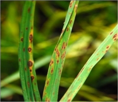 Brown leaf spot rice.jpg