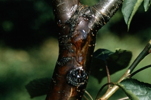 Bacterial Canker