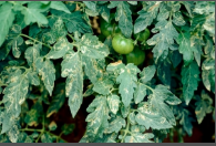 leaf miner.png