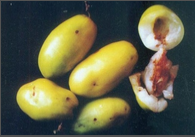 fruit fly.png
