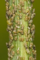 Aphids