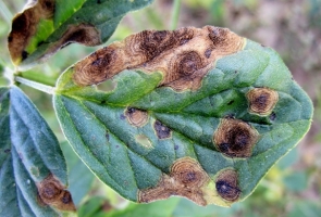 Leaf Spot