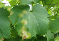 downy mildew.png