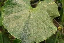 Powdery Mildew