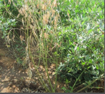 PHYTOPTHORA STEM BLIGHT.png