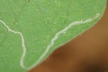 Pea Leaf Miner