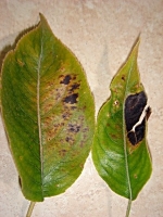 Spider mite