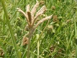 White stem borer