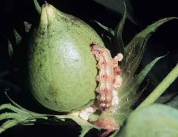 American Bollworm