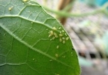 2033idea99squash_aphids.jpg