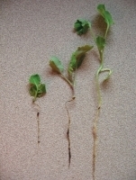 2653idea99tulsi_seedling_blight.jpg