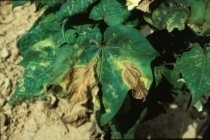 Fusarium Wilt