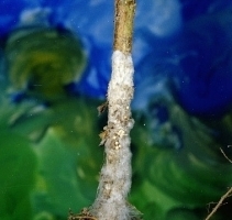 3352idea99stevia_Southern_blight.jpg