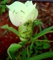 3427idea99okra_aphids.jpeg