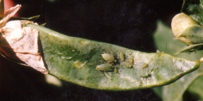 Pea Thrips And Aphid