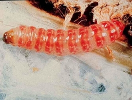 Pink Bollworm