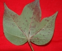 Cercospora लीफ स्पॉट