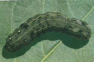 Tobacco Caterpillar