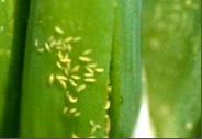 थ्रिप्स