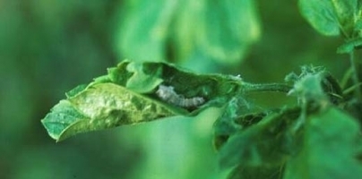 7161idea99tulsi_leaf_rollers.JPG