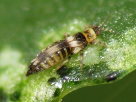 thrips