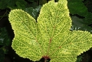 7945idea99okra_YMV.jpg